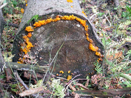 Dacrymyces palmatus, growth pattern on fallen log.